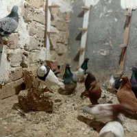 یک چخ کفتر شیروان|پرنده|مشهد, کوشش|دیوار