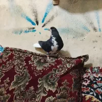 کبوتر پلاکی|پرنده|شیراز, احمدآباد|دیوار