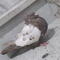 سینه مشکی ماده کاکلی|پرنده|مشهد, هفده شهریور|دیوار