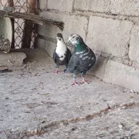 کبوتر بسیارعالی دورگه|پرنده|سیرجان, |دیوار