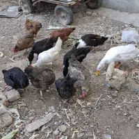 مرغ و خروس محلی اردک|حیوانات مزرعه|قرچک, قشلاق جیتو|دیوار