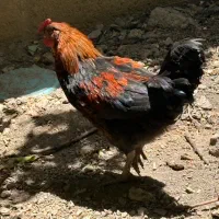 خروس و مرغ تخم گزار