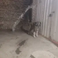 سگ گله