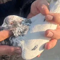 کبوتر بعدازظهری