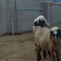 بره ماده