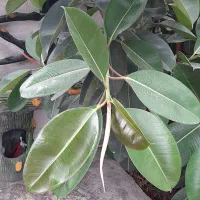 گل فیکوس الاستیکا
