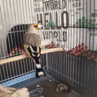 سهره کرمونی مست مست|پرنده|شیراز, دلجو|دیوار