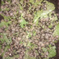 حلزون  پرورشی یک ماهه|خزنده|سربیشه, |دیوار