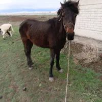 اسب کرد اصیل