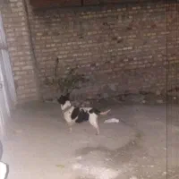واگزاری پاکوتا نگهبان|سگ|علی‌آباد کتول, |دیوار