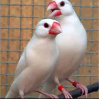 جفت فنچ نرگسی مولد بشرط