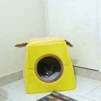 گربه|گربه|اسلام‌شهر, شهرک سالور|دیوار