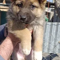 توله ژرمن|سگ|شهریار, رزکان|دیوار