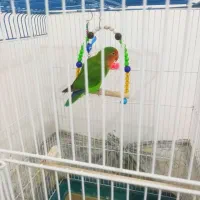 طوطی بزریلی همراه با قفس سالم و سلامت قیمت مناسب