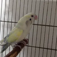 طوطی برزیلی شاه طوطی رام و سخنگو راهب گرینچیک|پرنده|شهریار, شهریار|دیوار