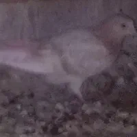 جوجه زردی مسجدی