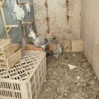 نرو ماده سوسکی بزک کاکلی