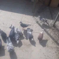 کفتر پرشی|پرنده|کهریزک, |دیوار