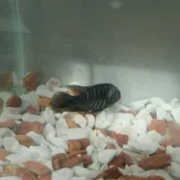 ماهی اسکار و ماهی سیچیلاید|ماهی|ساوه, |دیوار