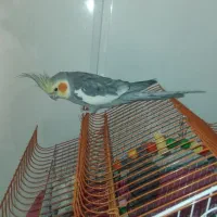 عروس هلندی|پرنده|قم, شهرک فاطمیه|دیوار