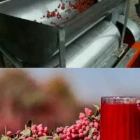 شربت زرشک، خود زرشک