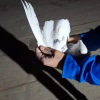 کفتر|پرنده|شهریار, شهریار|دیوار