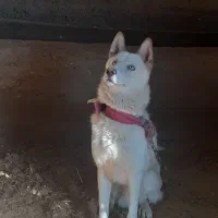 هاسکی سفید نر|سگ|رودهن, |دیوار