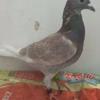نرقوره اصل