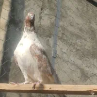 نر گرگی غریب گیری|پرنده|شهریار, شهریار|دیوار