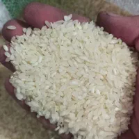 فروش برنج کامفیروزی درجه یک یک|خوردنی و آشامیدنی|شیراز, شهرک گلستان شمالی|دیوار