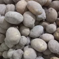 سیب زمینی آگریا و فانتانا لوکس قوچان