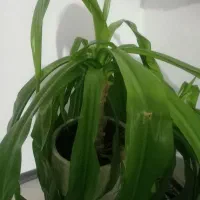 گل سوسن عنکبوتی شبیه گل ذرتی با چند تا پاجوش بزرگ|گل و گیاه طبیعی|صدرا-فارس, فاز ۱|دیوار