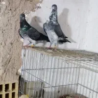 جفت کبوتر چپرا|پرنده|میناب, |دیوار