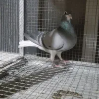 ماده خرقه روس