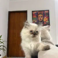بچه گربه هیمالین