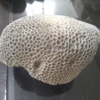 سنگ مرجان|ماهی|قزوین, |دیوار