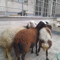 فروش چهارتا شیشک ماده یا بره ماده داشتی آبستن