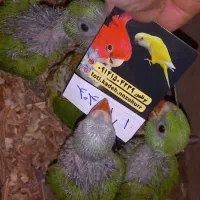 طوطی کده نوظهور ، اردبیل|پرنده|اردبیل, |دیوار