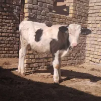 گوساله سیمینتال دشتی|حیوانات مزرعه|رامند, |دیوار