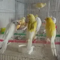قناری سوپر بلند..کشیده