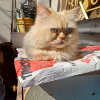 گربه پرشین|گربه|بندر ماهشهر, |دیوار