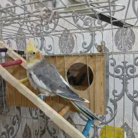 عروس هلندی|پرنده|الیگودرز, |دیوار