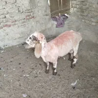 بره|حیوانات مزرعه|زهک, |دیوار