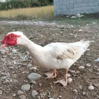 اردک خارجی .  تخم قره قا. وول.خروس برهما