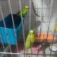 جفت مرغ عشق