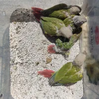 جفت مولد تضمینی گرینچیک آناناسی رد|پرنده|ملارد, |دیوار