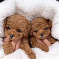 پودل عروسکی قهوه ای|سگ|تهران, سعادتآباد|دیوار