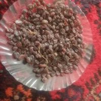 کشمش آفتابی ،شیره انگور ،عسل  تاکستان|خوردنی و آشامیدنی|تاکستان, |دیوار