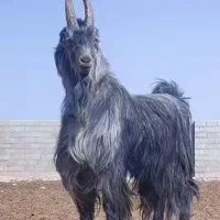 گوسفند زنده