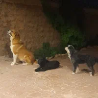 گمشده..دوتاسگ